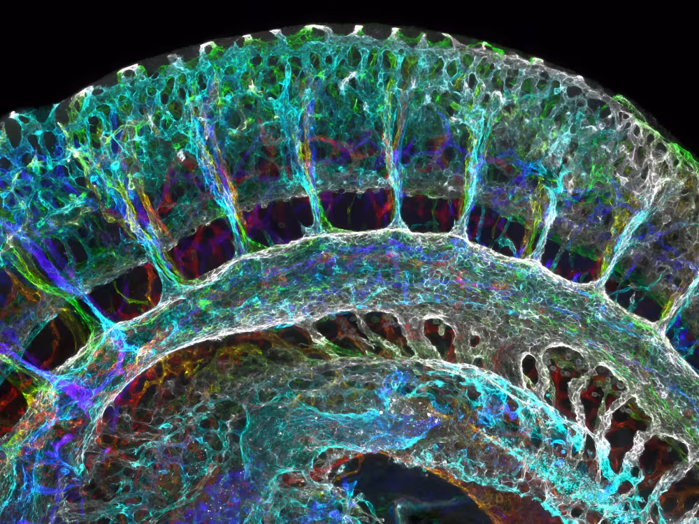 Microscope image by David Grainger
