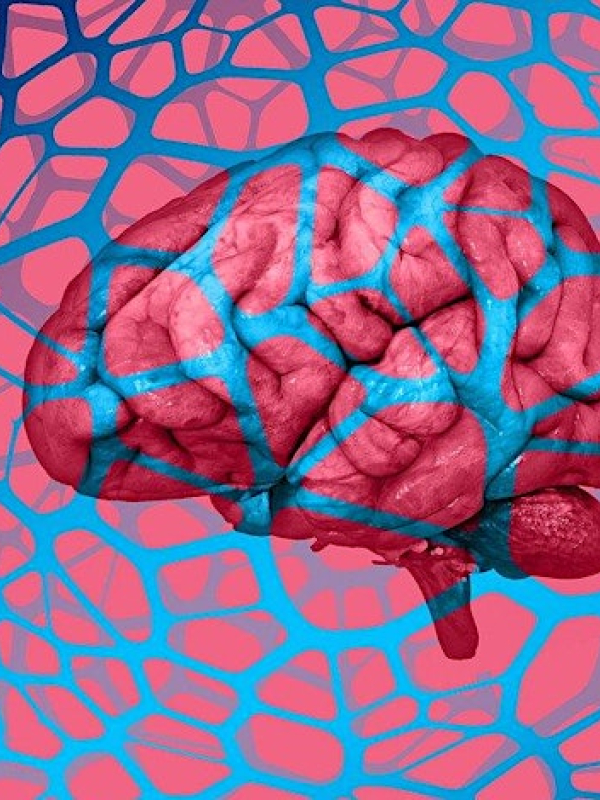 Brain