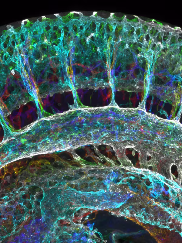 Microscope image by David Grainger