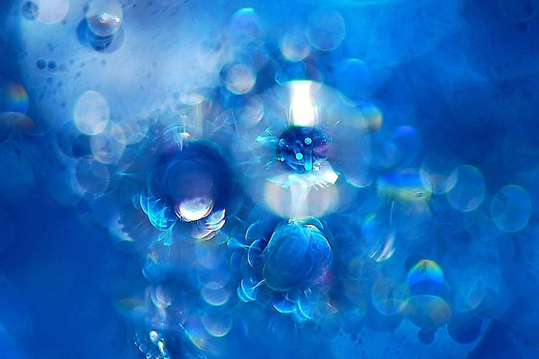 Bubbles