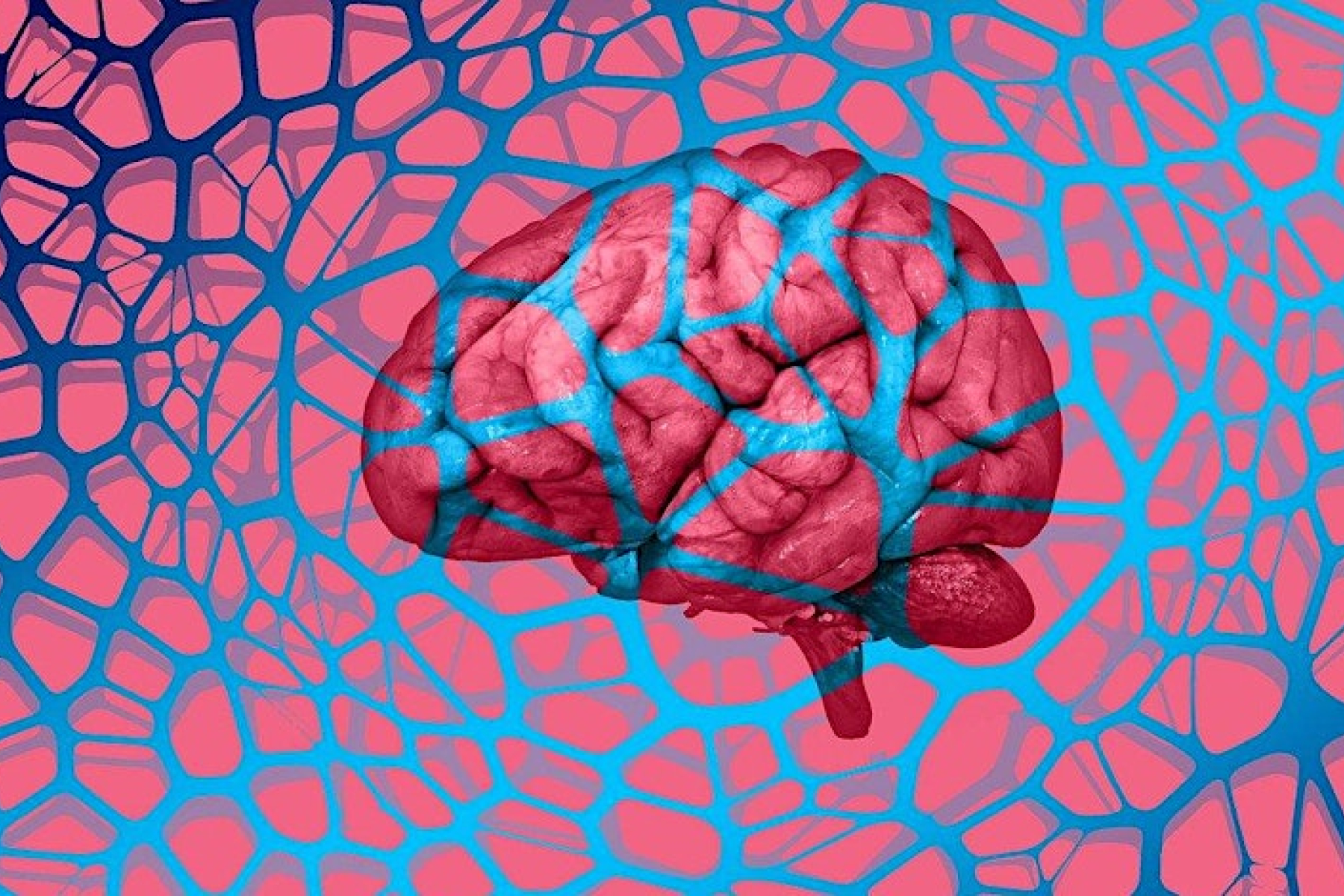 Brain