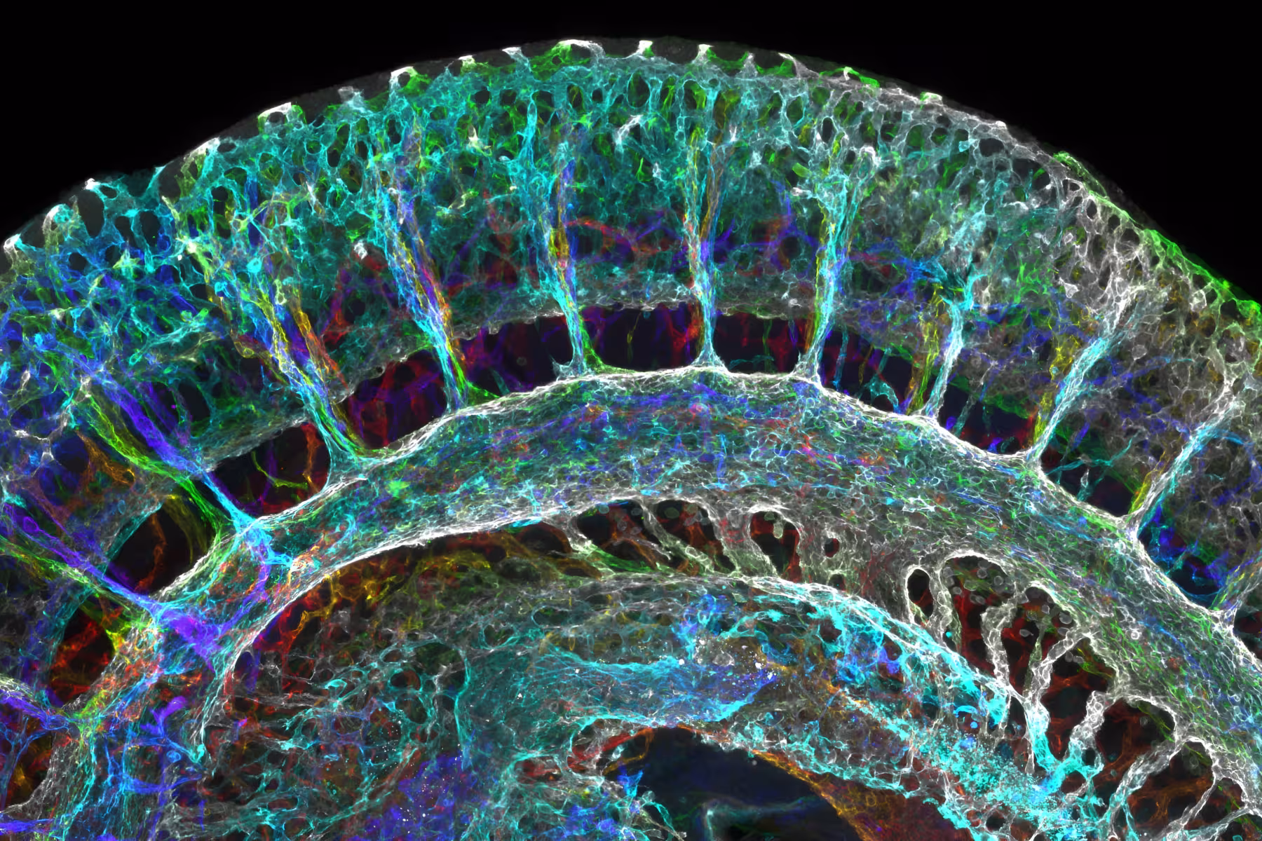 Microscope image by David Grainger